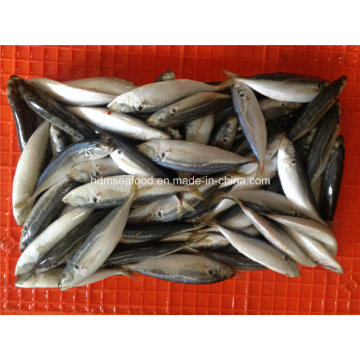 Bqf Small Size Horse Mackerel Fish